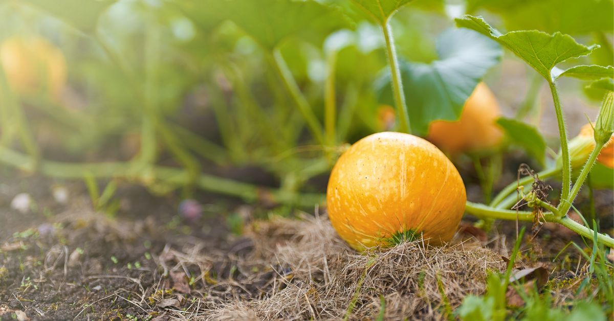 Stop The Water Start The Harvest When To Stop Watering Pumpkins