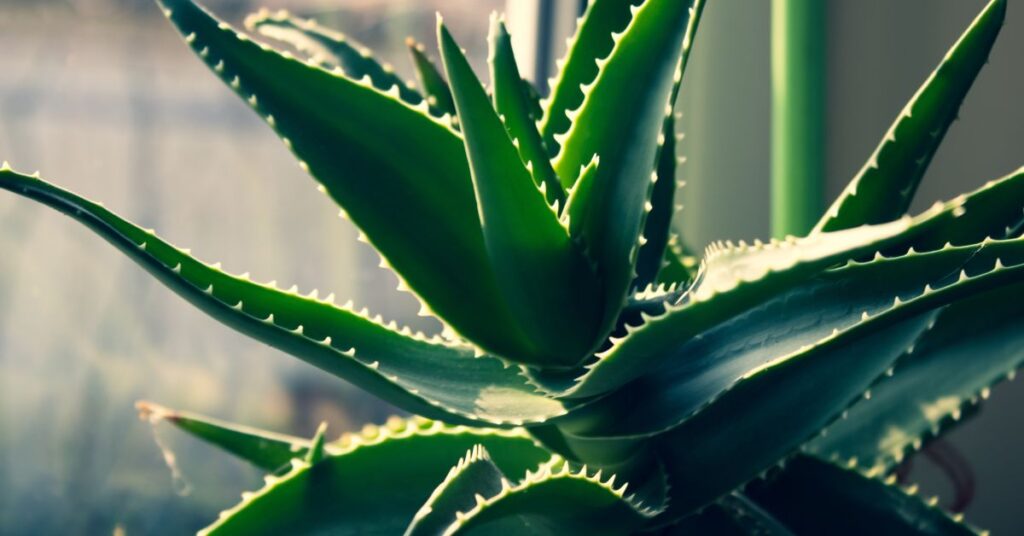 Does Aloe Need Direct Sunlight