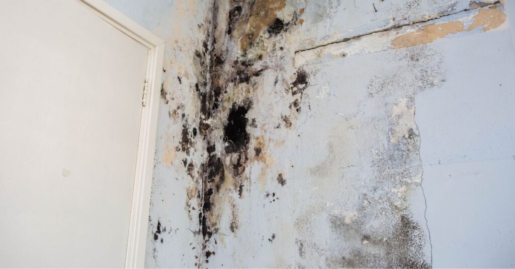 Does Heat Kill Mold on Walls