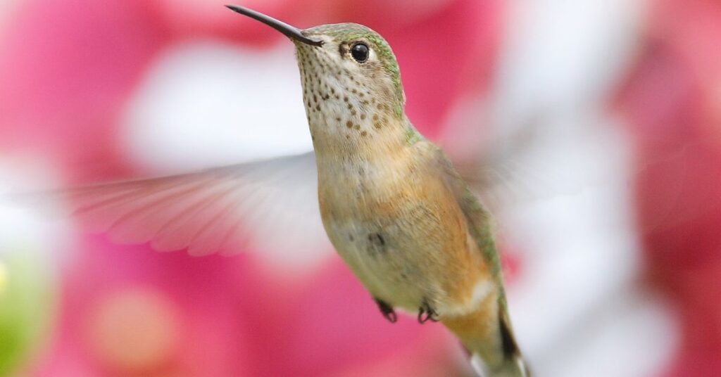 Does Red Food Coloring Hurt Hummingbirds