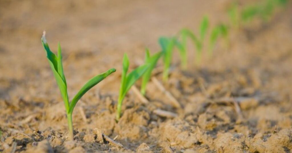 How Long Does It Take for Corn to Germinate