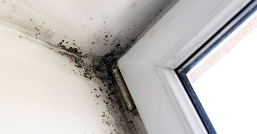 How Long Does It Take To Get Rid of Mold