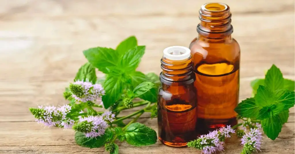 How Long Does Peppermint Oil Repel Ants