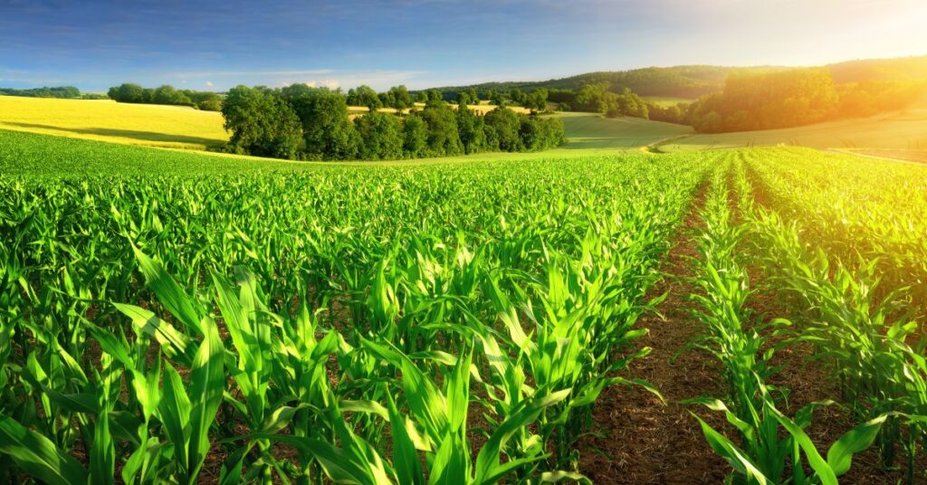 seed-to-harvest-how-much-water-does-a-corn-plant-need-per-day