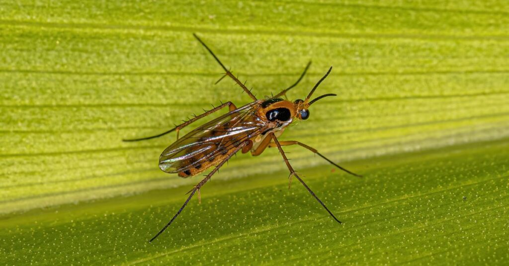 What Causes Fungus Gnats