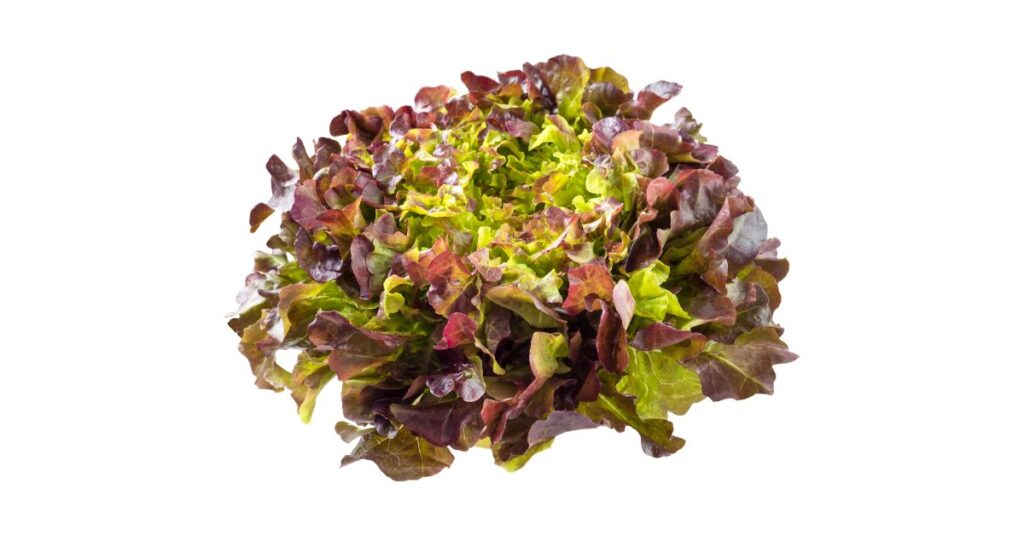 What Is Purple Lettuce Called