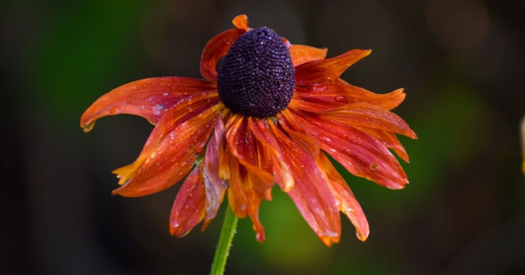 What to Plant With Coneflowers