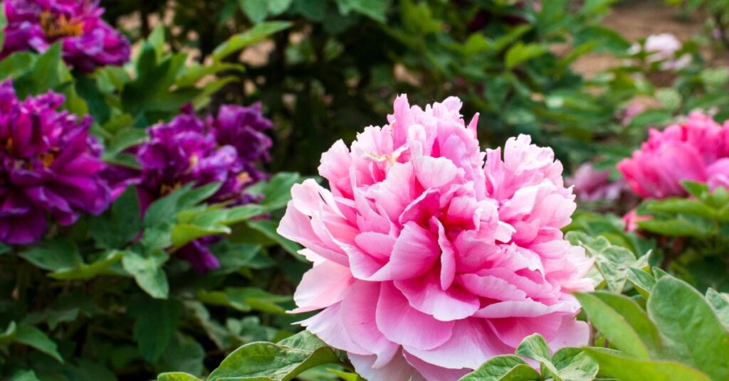 what to plant with peonies for summer color