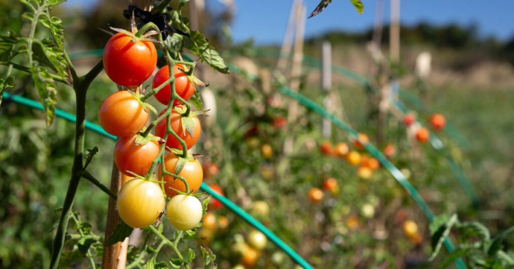 When Are Cherry Tomatoes Ready to Pick