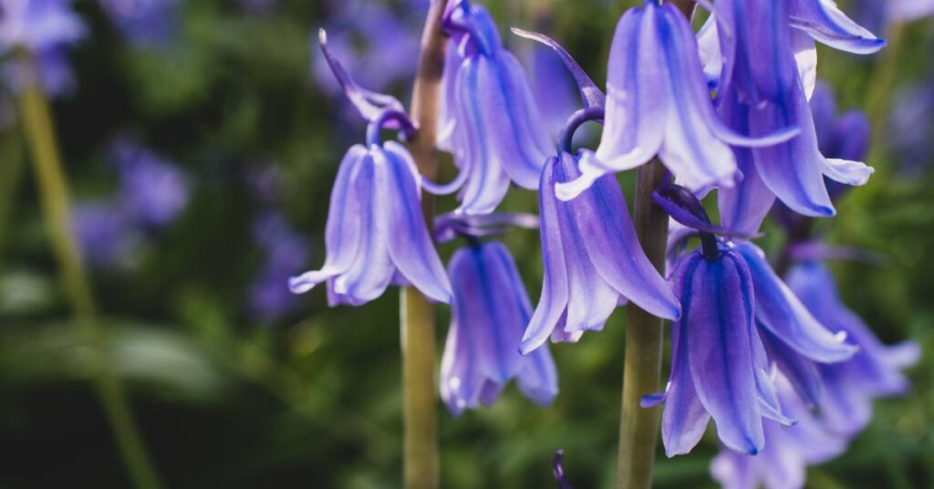 When Do Bluebells Bloom