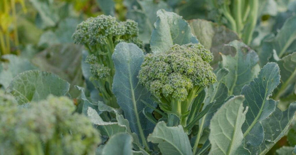 When to Plant Broccoli in GA