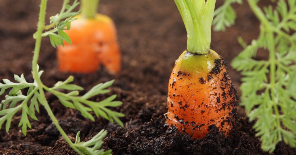 When to Plant Carrots in Colorado