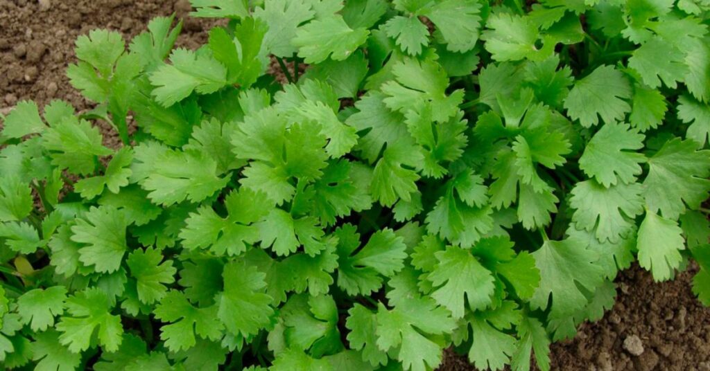 When to Plant Cilantro in Texas