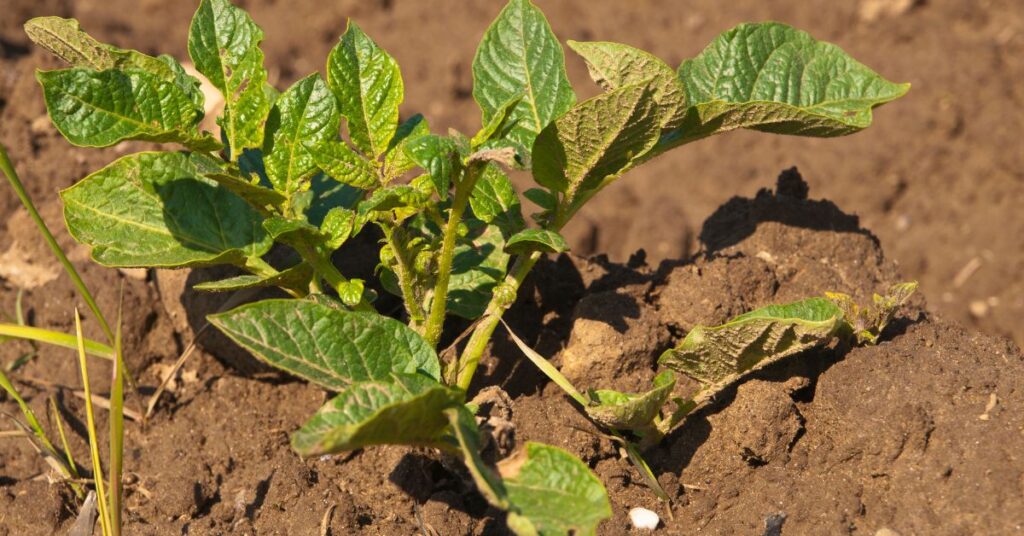 When to Plant Potatoes in Oklahoma