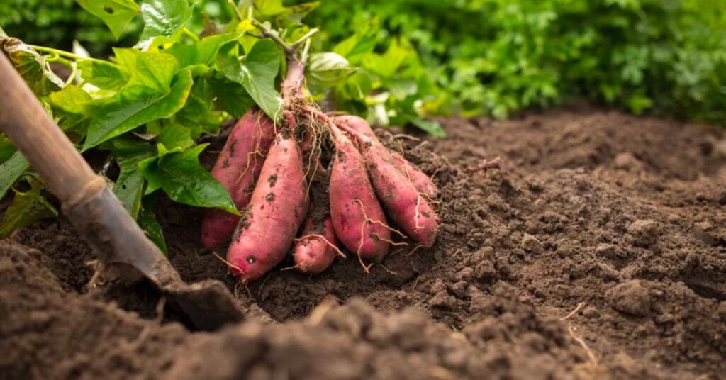 When to Plant Sweet Potatoes in Texas