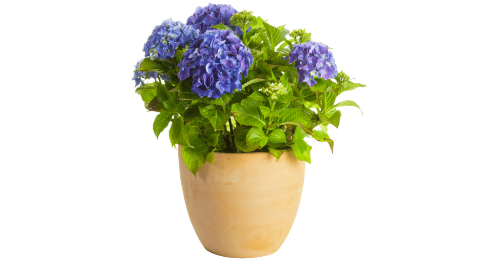 Are Hydrangeas Poisonous To Babies