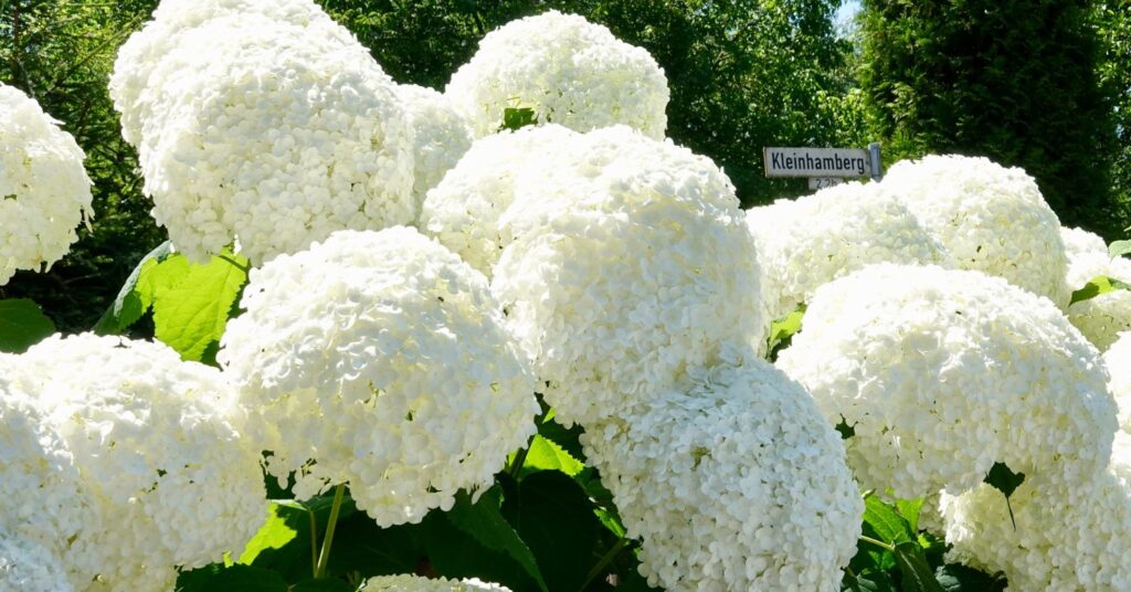 Are Hydrangeas Poisonous To Touch