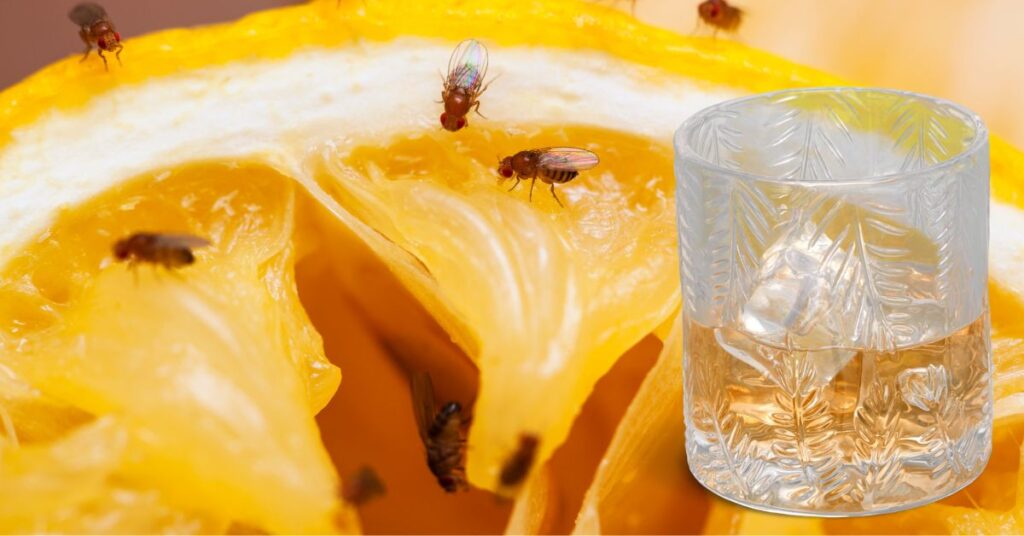 Does Alcohol Kill Fruit Flies Instantly