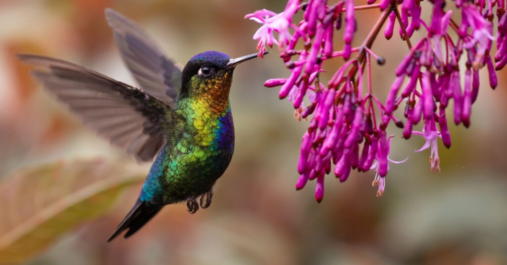 Does Hummingbird Food Need To Be Red