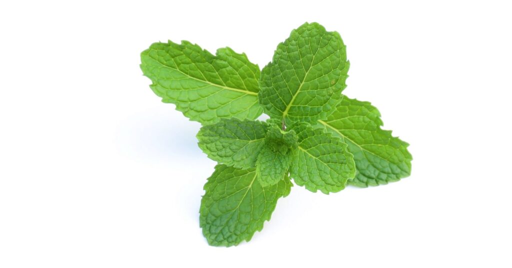 Does Peppermint Deter Ants