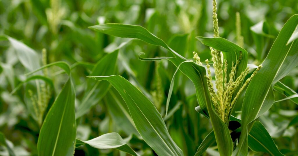 How Many Ears Of Corn Does One Stalk Produce