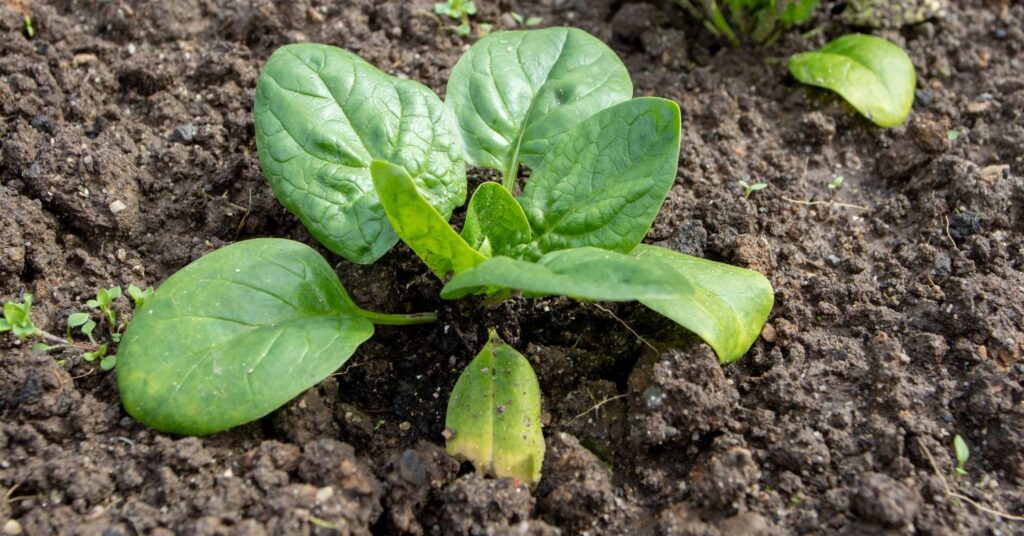 How Much Water Does Spinach Need