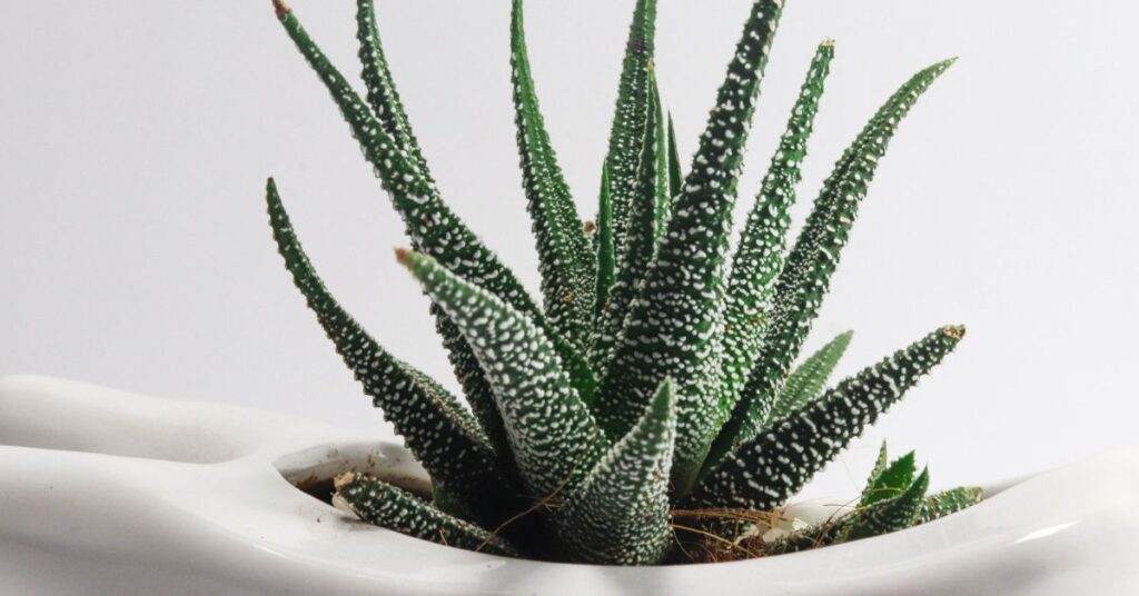 Is an Aloe Plant a Cactus