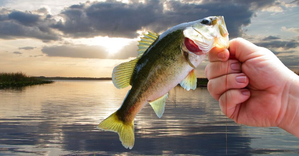 Is Bass Fish Good To Eat