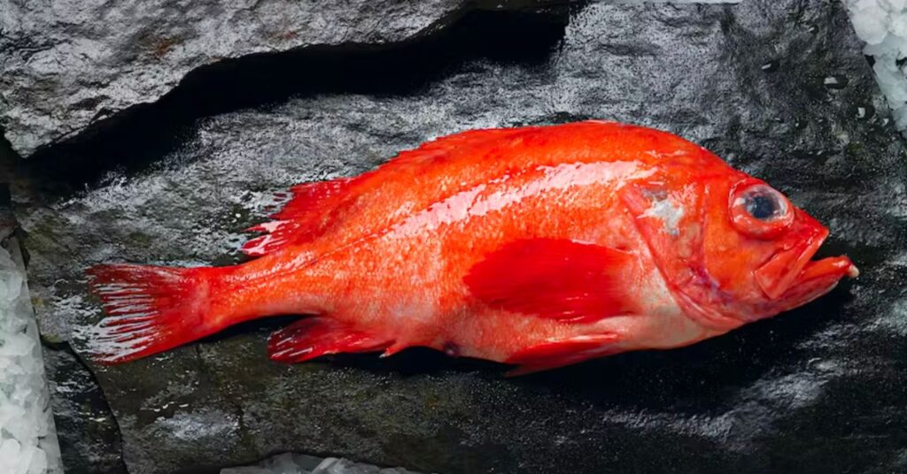 Is Red Fish Healthy to Eat