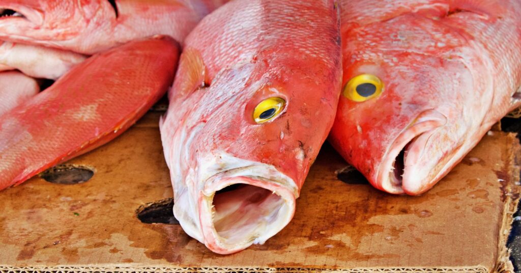 Is Red Snapper a Bottom Feeder