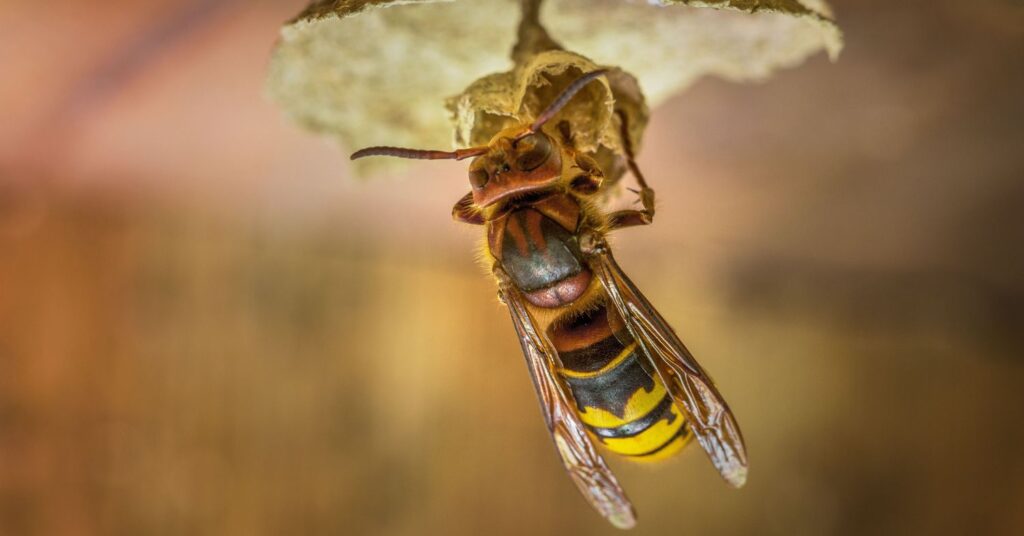 What Attracts Wasps And Hornets