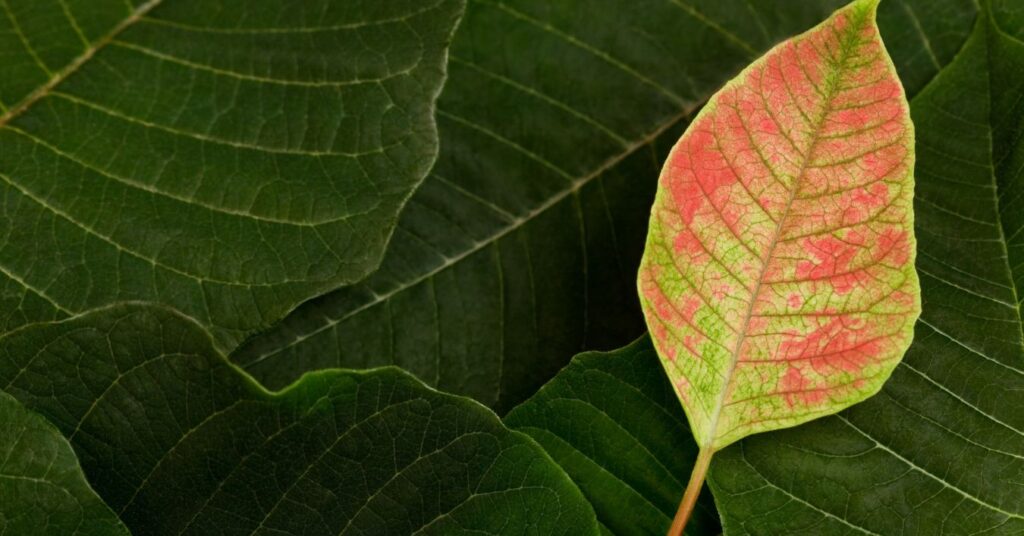 What Causes Poinsettia Leaves To Turn Yellow