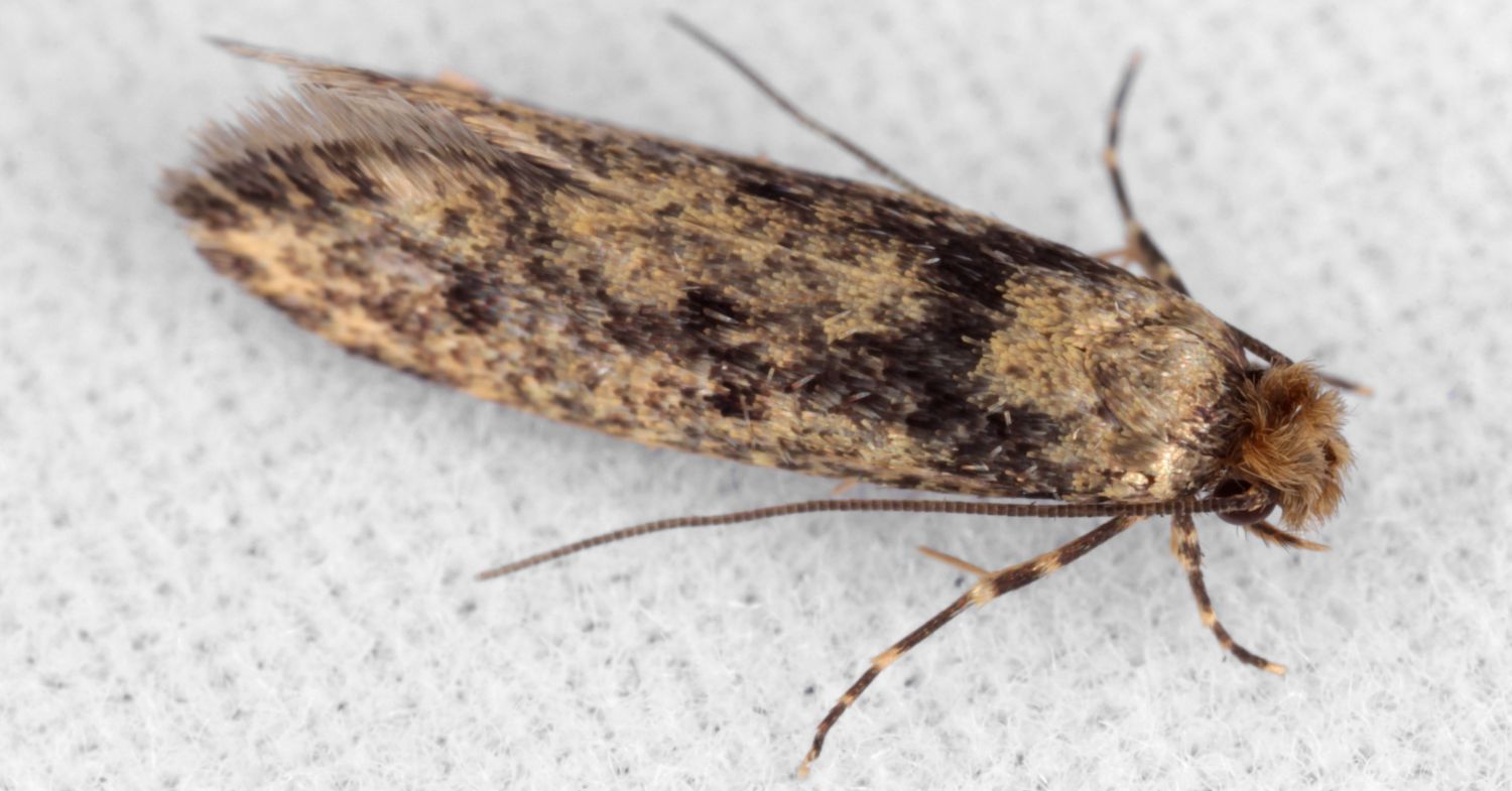From Silk to Cashmere: What Do Clothing Moths Eat?