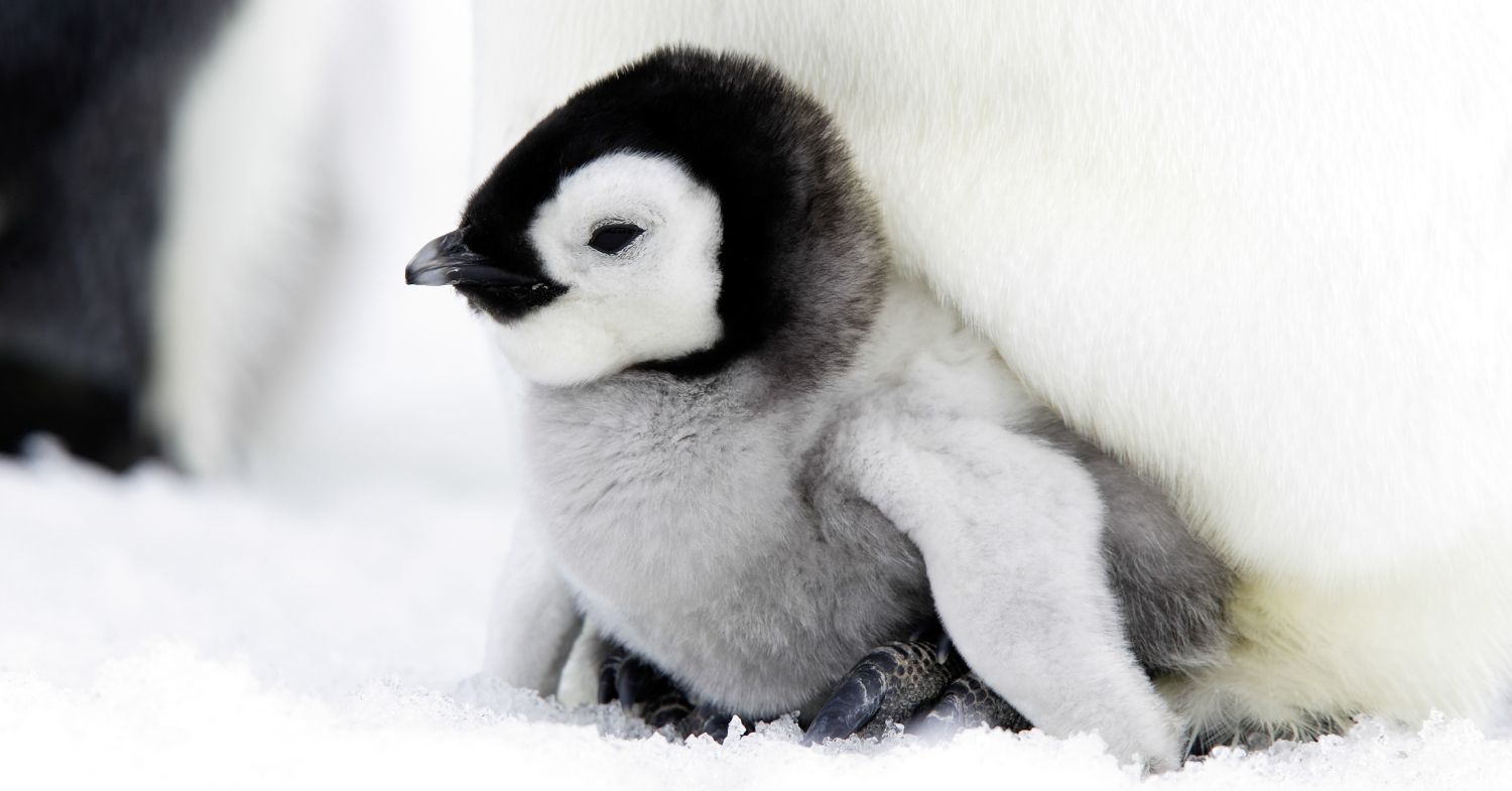 What Do Penguins Feel Like? The Sensation of Penguin Feathers