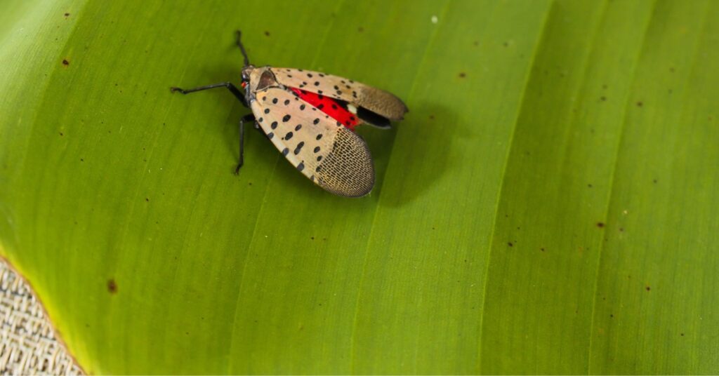 what keeps lanternflies away