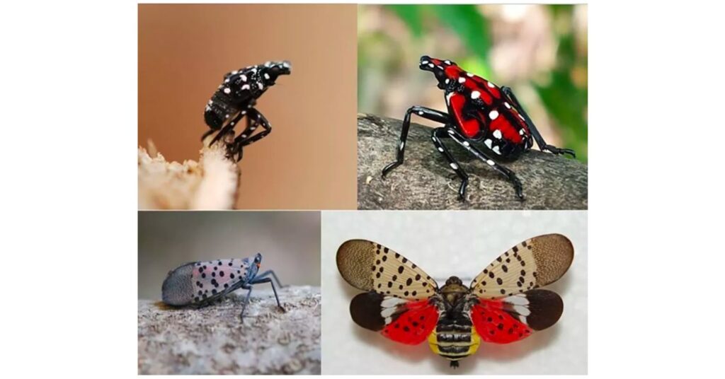 what spray kills lanternfly