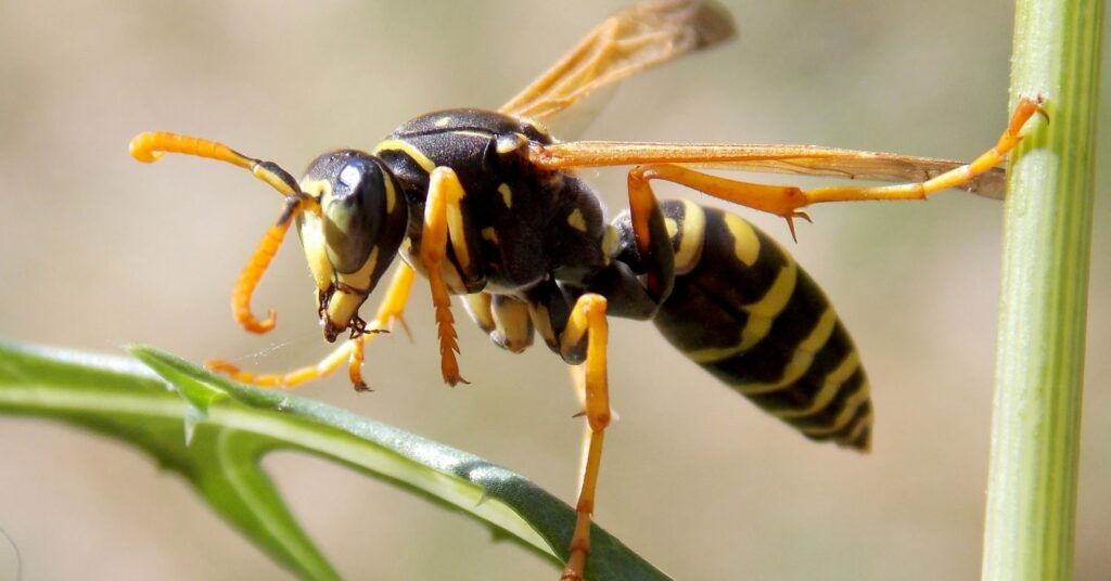 What Time Do Wasps Go Away