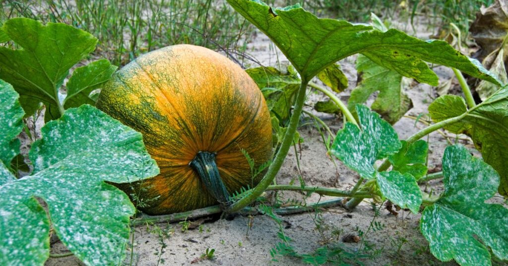 What To Grow With Pumpkins