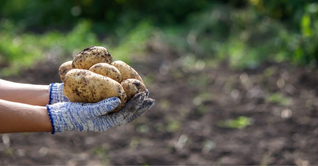 When to Harvest Potatoes in Oklahoma