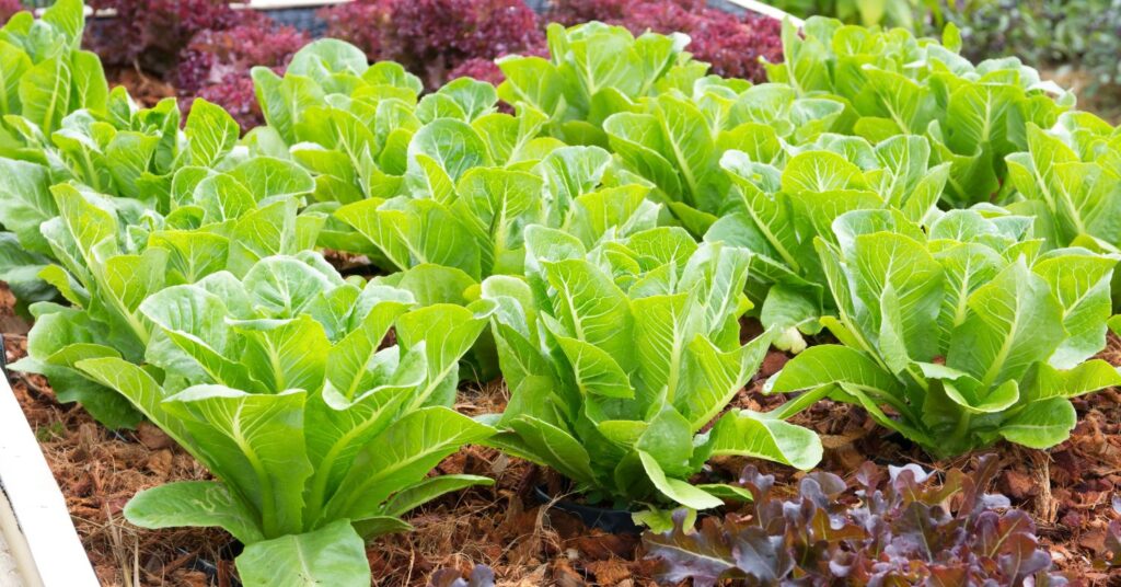 When To Plant Fall Lettuce