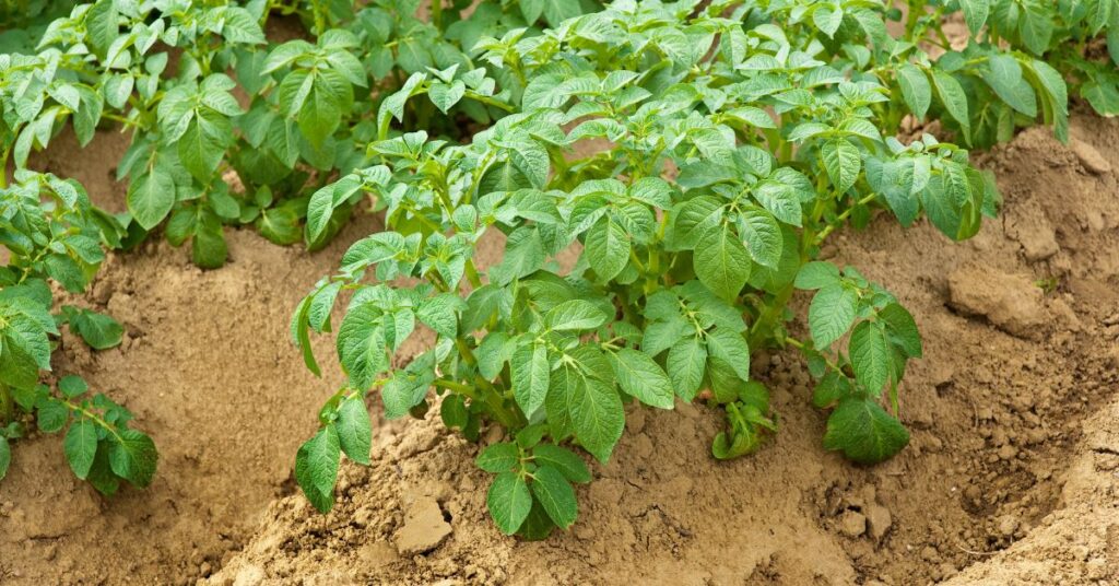 When to Plant Potatoes in TN