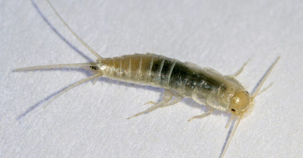 Where Do Silverfish Come From In Bathrooms