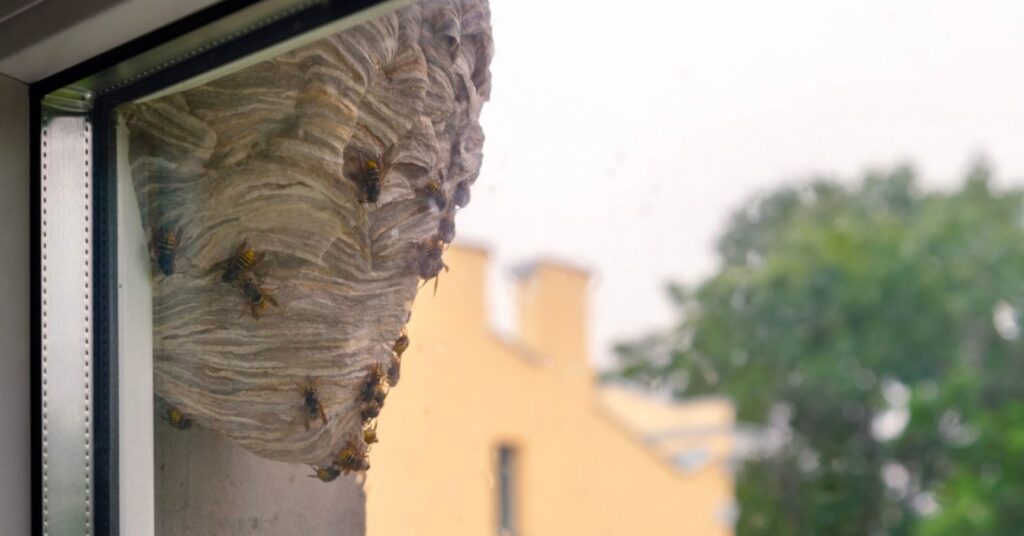 Why Are Wasps Attracted to My Window