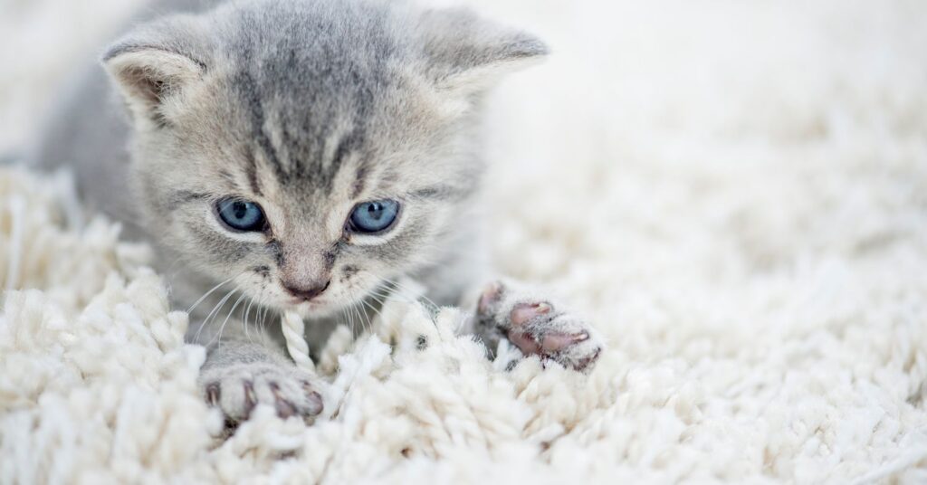 Why Do Cats Throw Up on Carpet? 10 Surprising Reasons The Vivid House