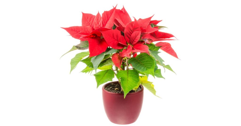 why-do-poinsettia-leaves-fall-off-facts-to-save-your-plant