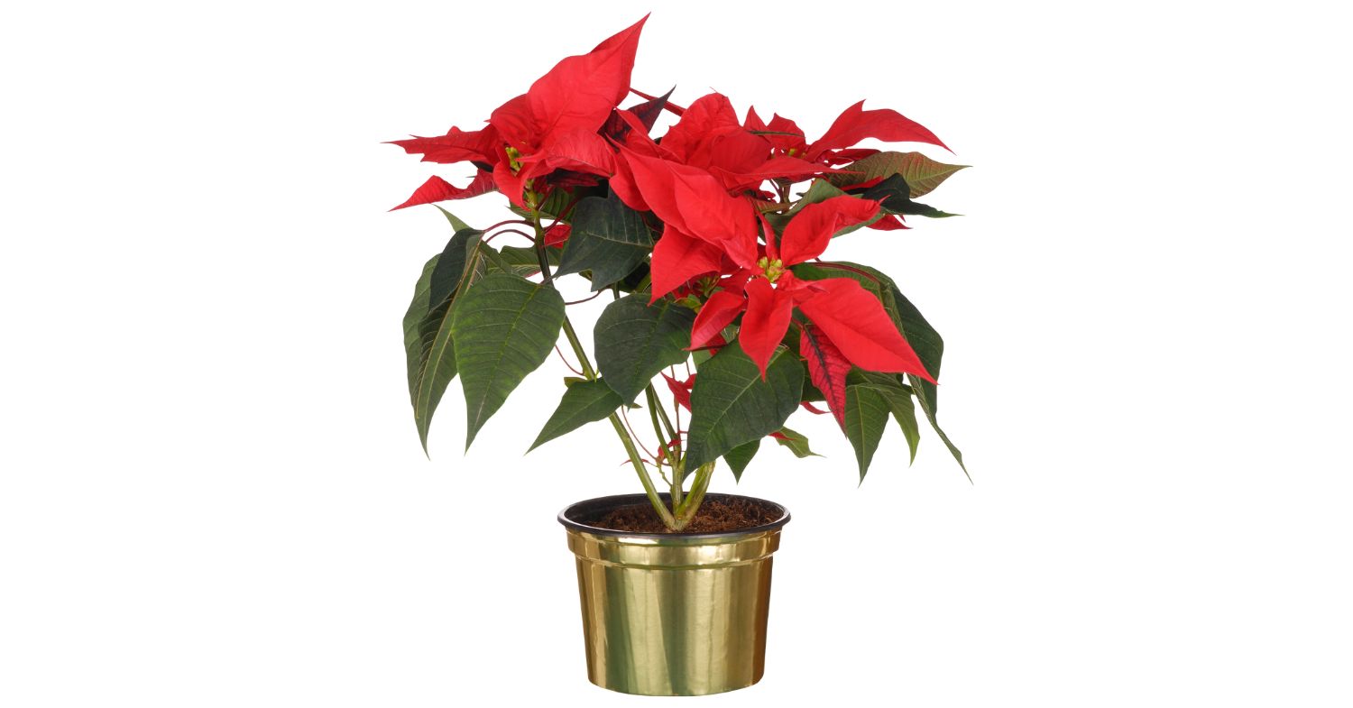 Why Is My Poinsettia Dying? Dive Into Top Causes & Fixes