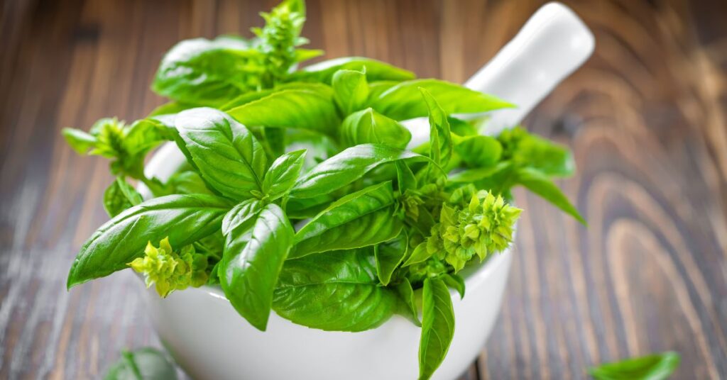 What To Do With Harvested Basil