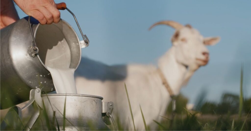 Does Goat Milk Have Vitamin D