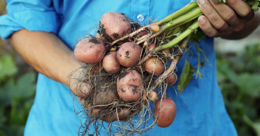 How Long Does It Take Potatoes To Mature? Seed to Harvest 🌱 🥔