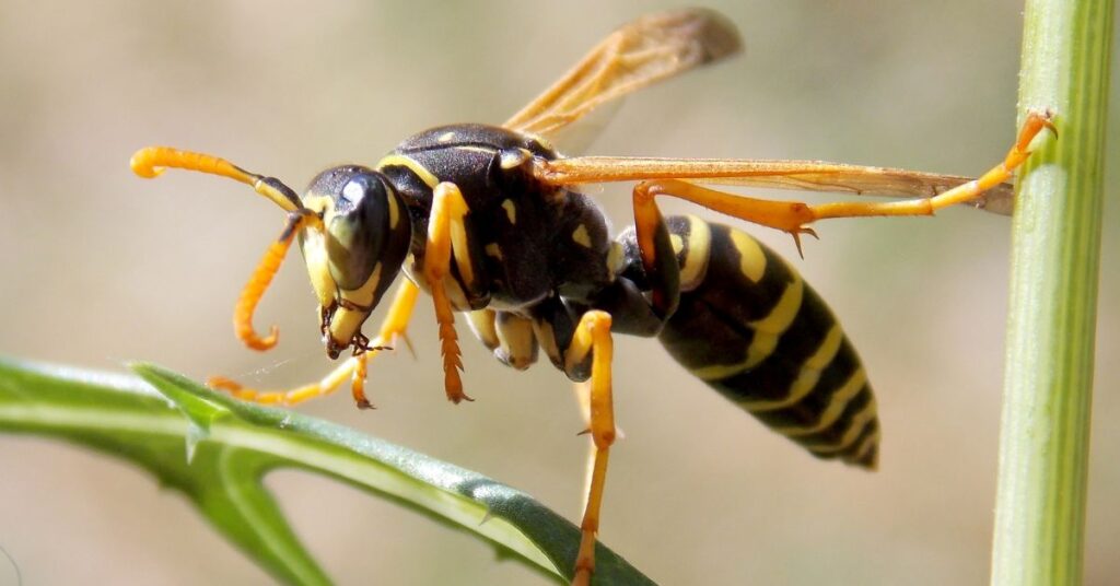 What Plants Get Rid Of Wasps